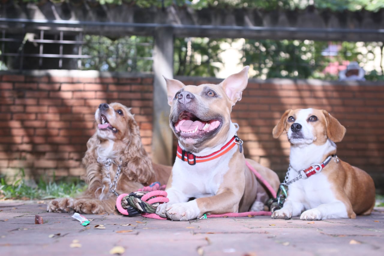 Festival de mascotas, una de las novedades de la 61 Feria de Cali